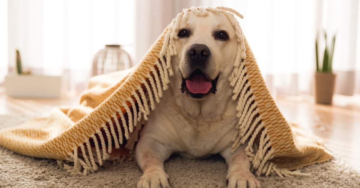 Comment apprendre le rappel à son chien ?