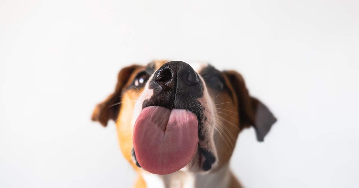 Pourquoi mon chien me lèche-t-il ? Significations et explications