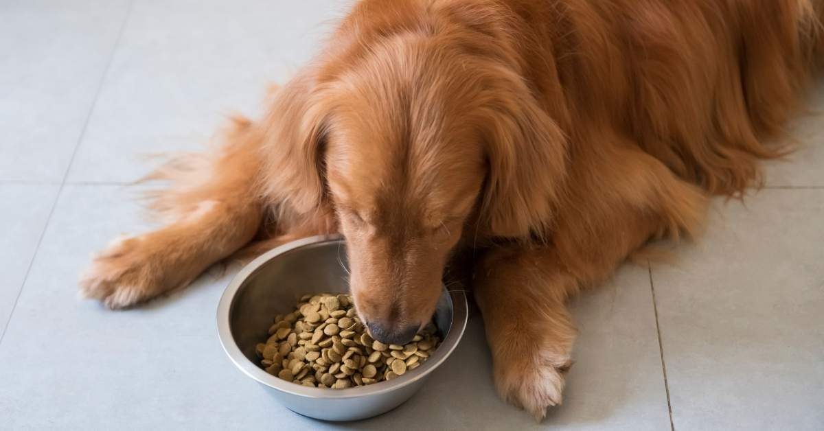 Combien de repas donner à un chien par jour ? Guide complet