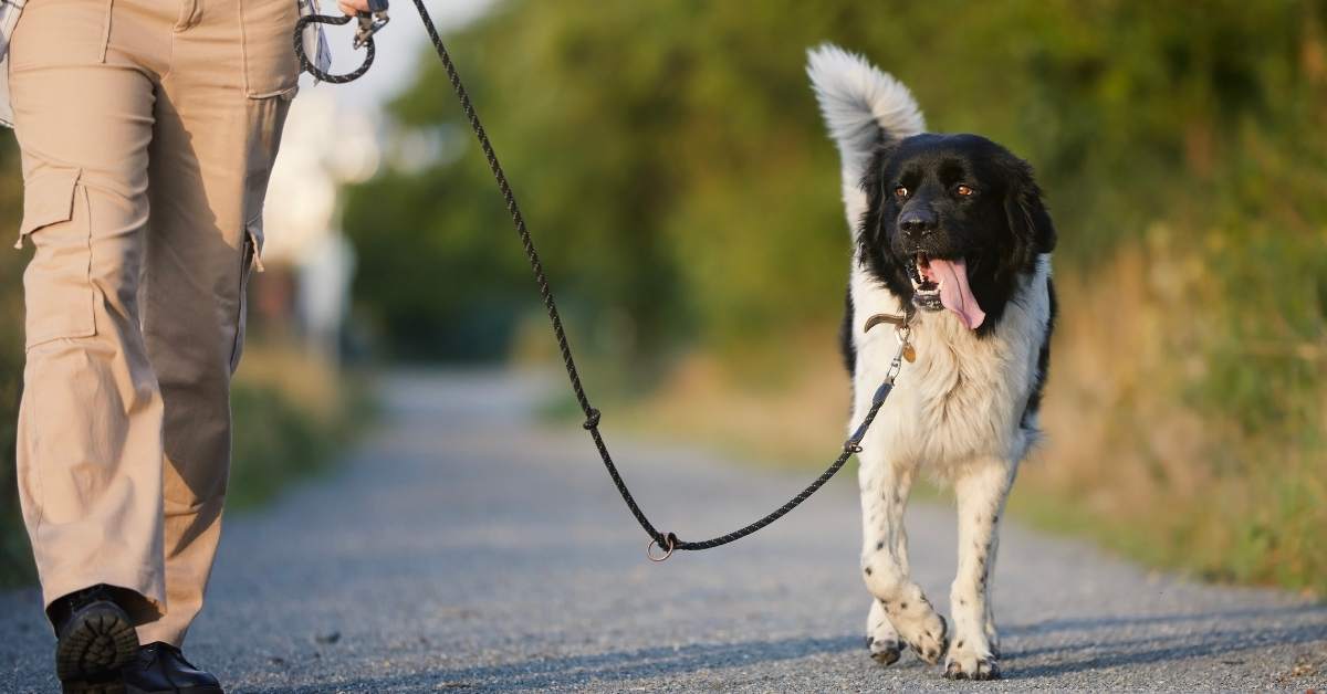 Harnais ou collier pour chien : que choisir ?
