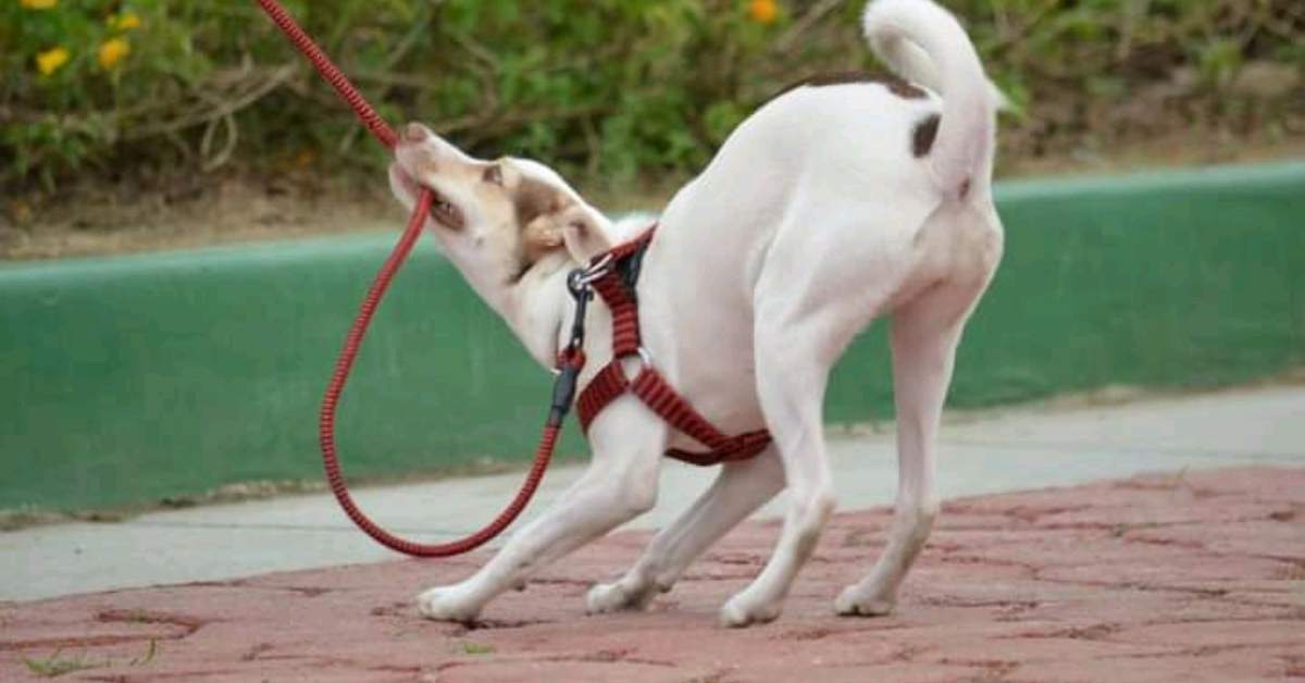 Chien qui tire en laisse : causes et solutions pour des balades sereines
