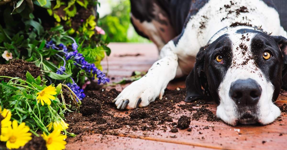 Pourquoi mon chien creuse-t-il dans le jardin ? Causes et solutions