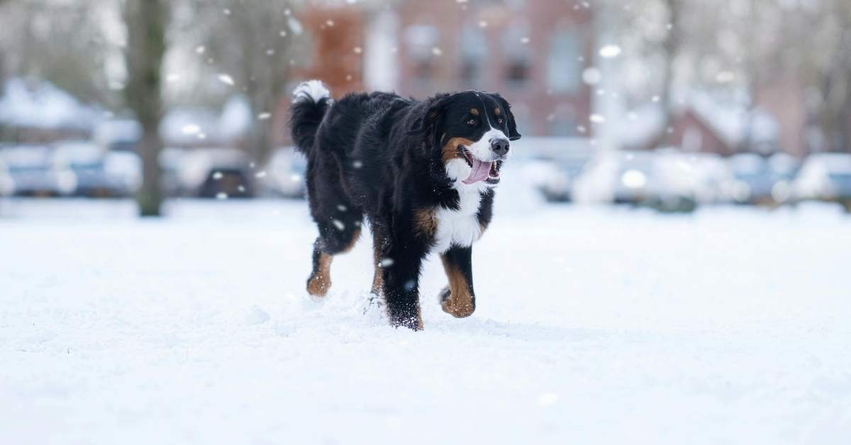 Comment promener son chien lorsqu’il fait froid ?