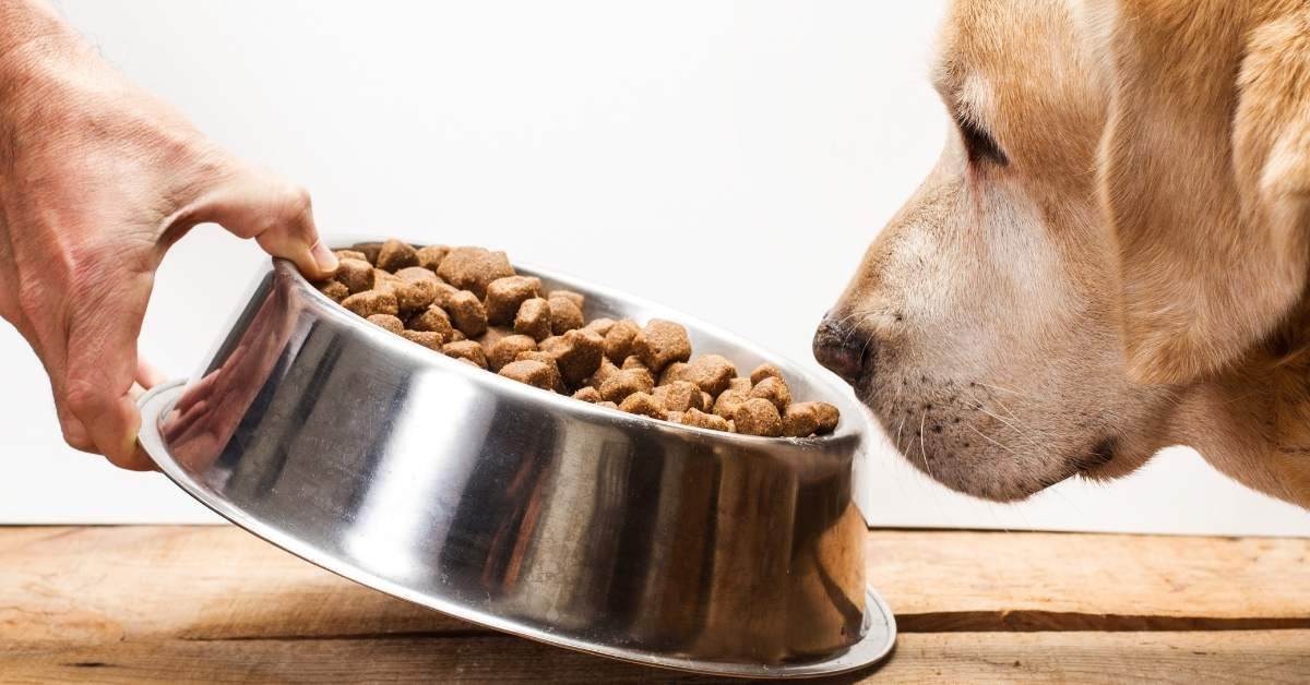 Chien qui refuse de manger : causes possibles et quand s’inquiéter