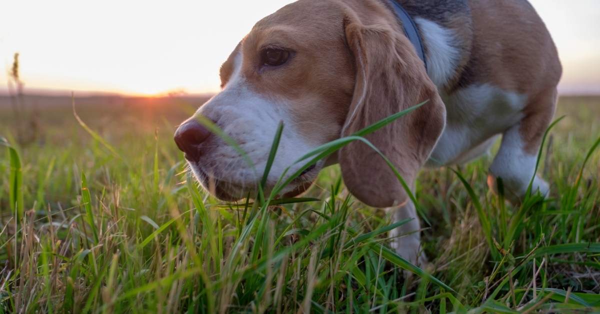 Pourquoi mon chien mange-t-il de l’herbe ? Causes et risques à connaître