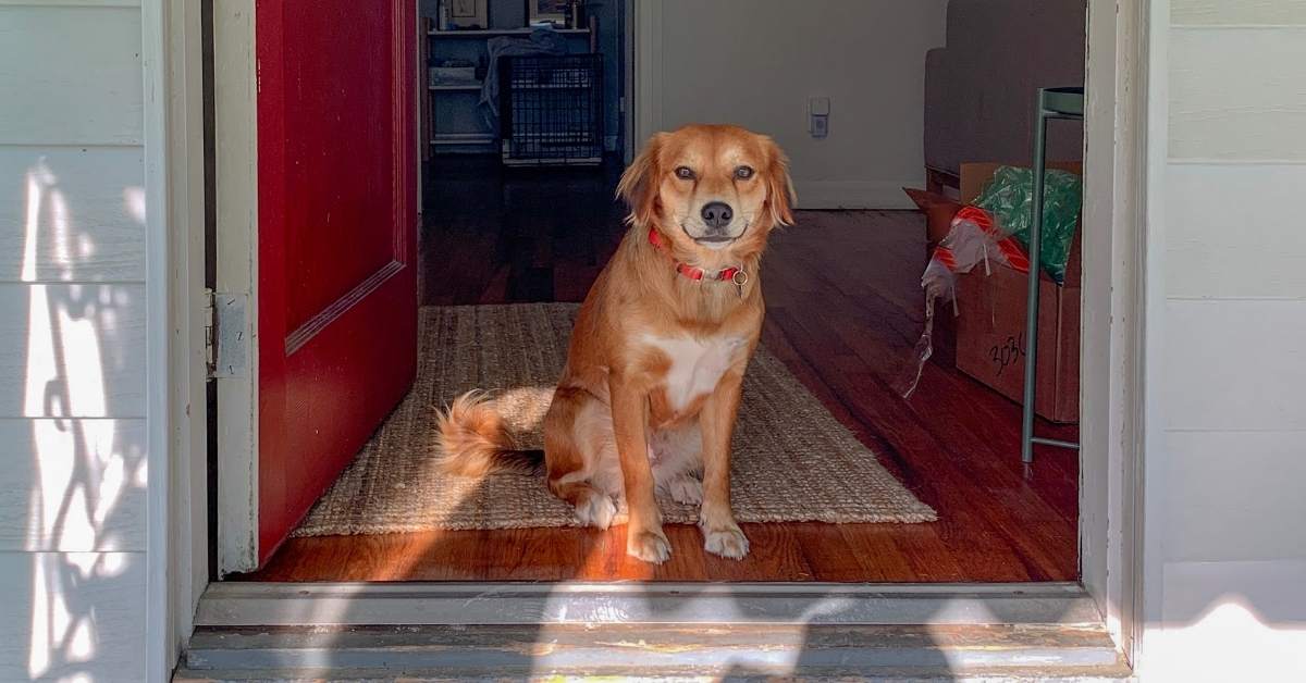 Combien de temps peut-on laisser un chien seul ?