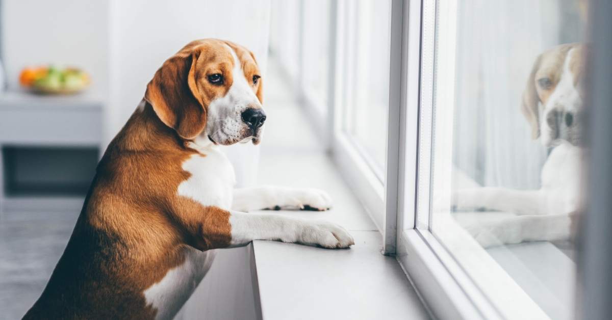 Anxiété de séparation du chien : que faire pour l’aider ?
