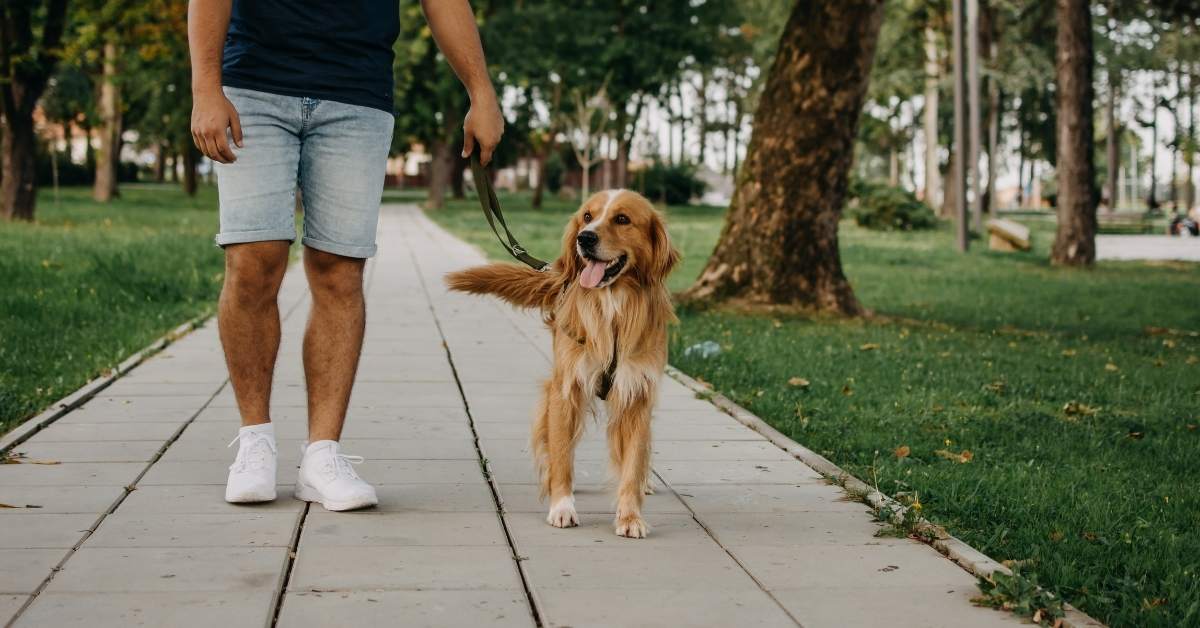 Pourquoi mon chien me suit-il partout ? Causes et solutions