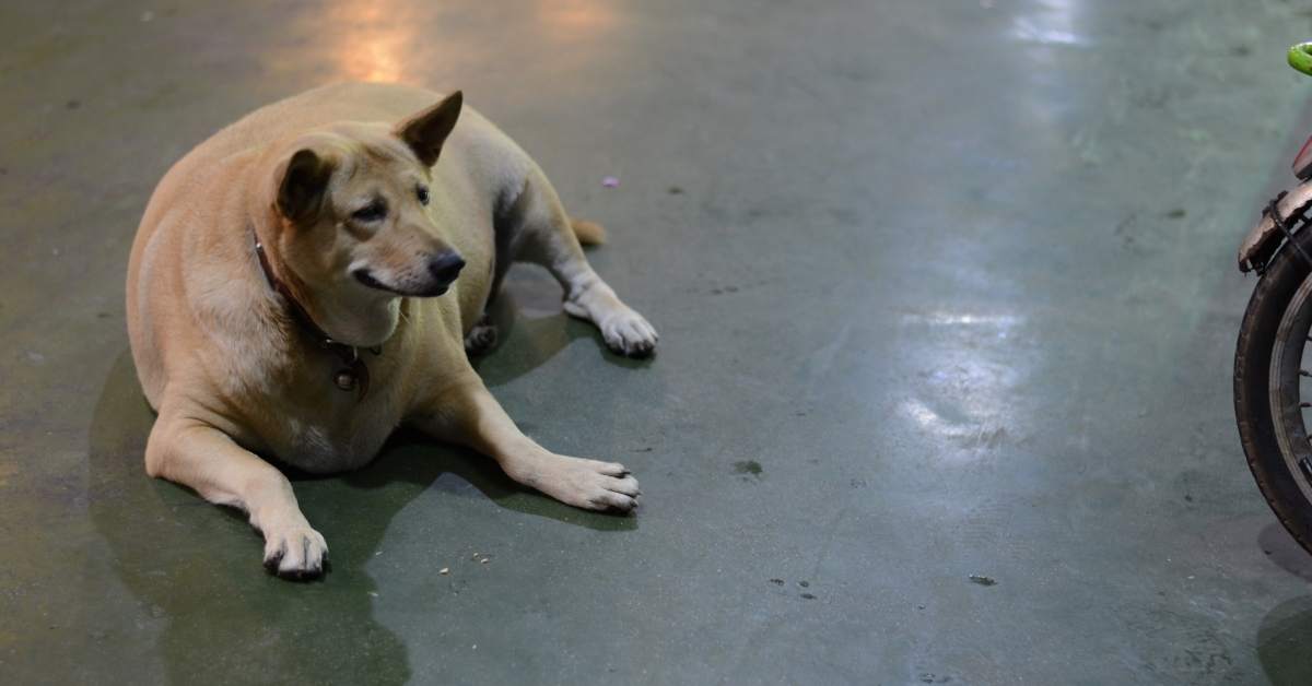 Comment savoir si son chien est en surpoids ?