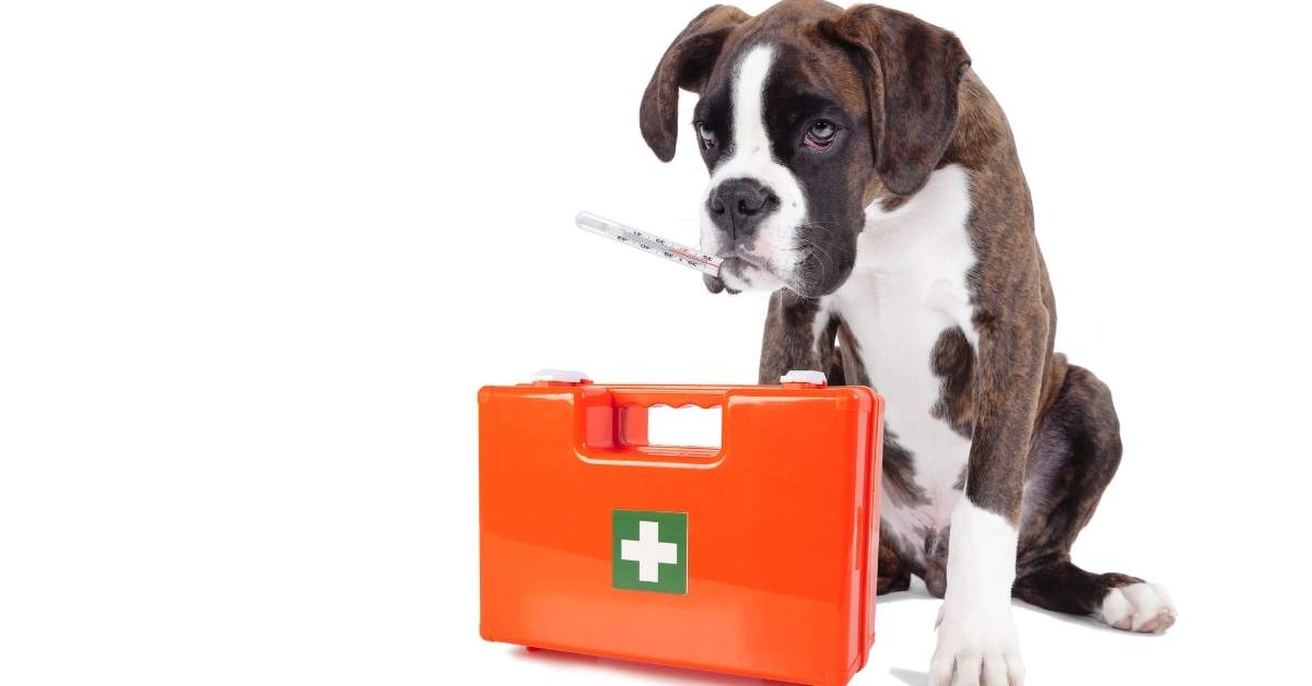 Pourquoi mon chien tremble-t-il ? Causes et signes à surveiller