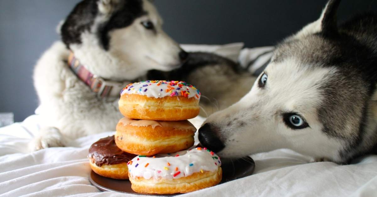 Quels aliments sont toxiques pour les chiens ? Liste complète