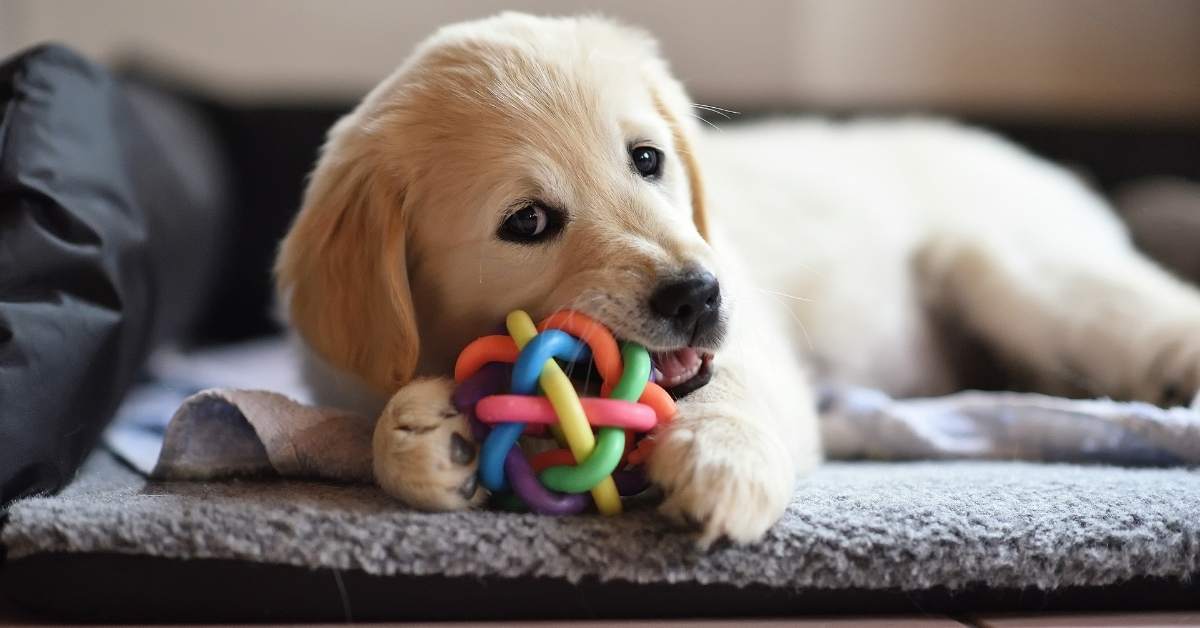 Comment occuper un chien à la maison ? 25 idées simples et stimulantes