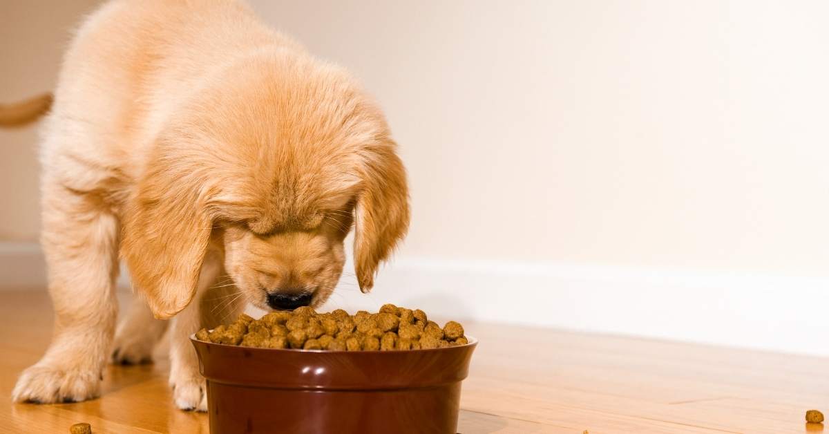 Quelle quantité de croquettes donner à son chien ? Guide complet