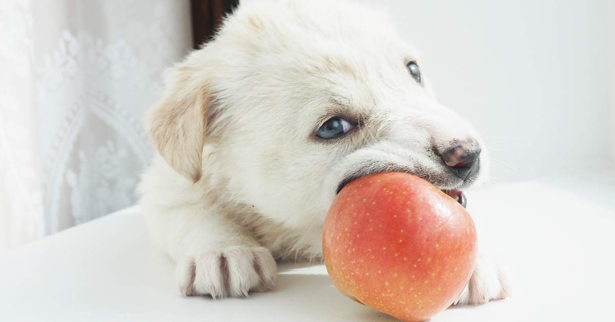 Peut-on donner des fruits à un chien ? Liste et précautions