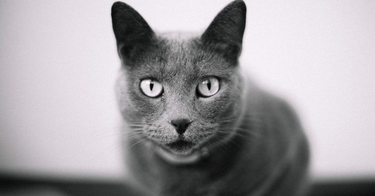 Pourquoi mon chat me fixe-t-il ? Comprendre ce que son regard veut vraiment dire