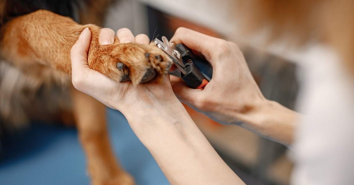 Comment couper les griffes de son chien ? Guide complet