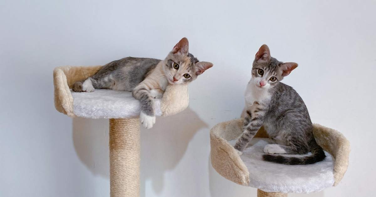 Comment socialiser correctement un chaton ? Guide complet étape par étape