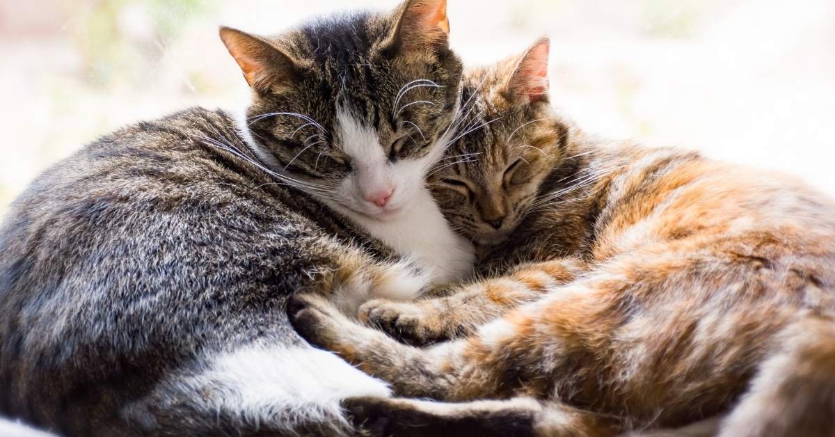 Comment faire cohabiter deux chats ? Méthode étape par étape