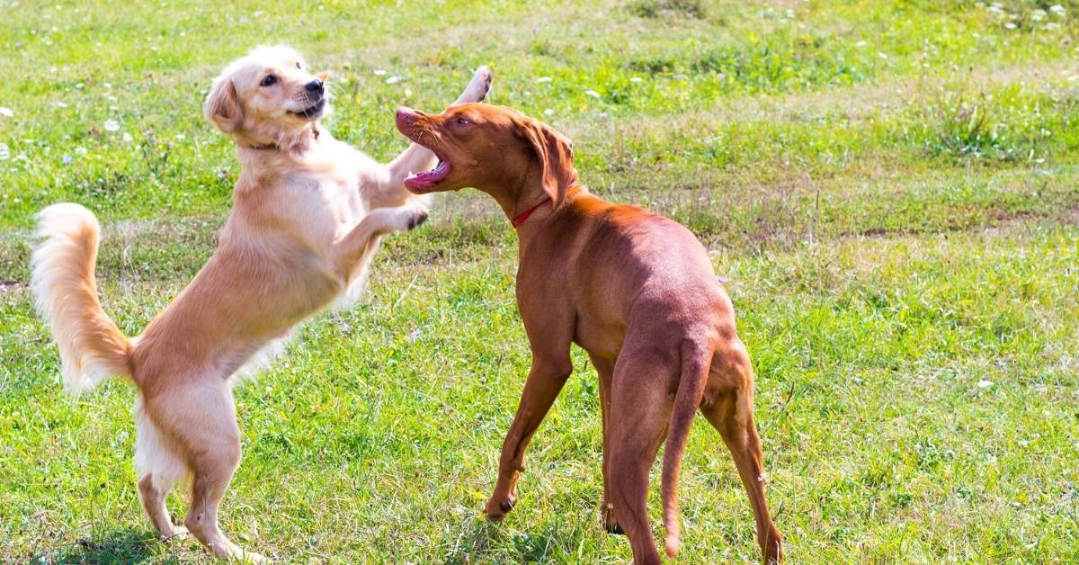 Comment calmer un chien très excité ? Conseils et erreurs à éviter