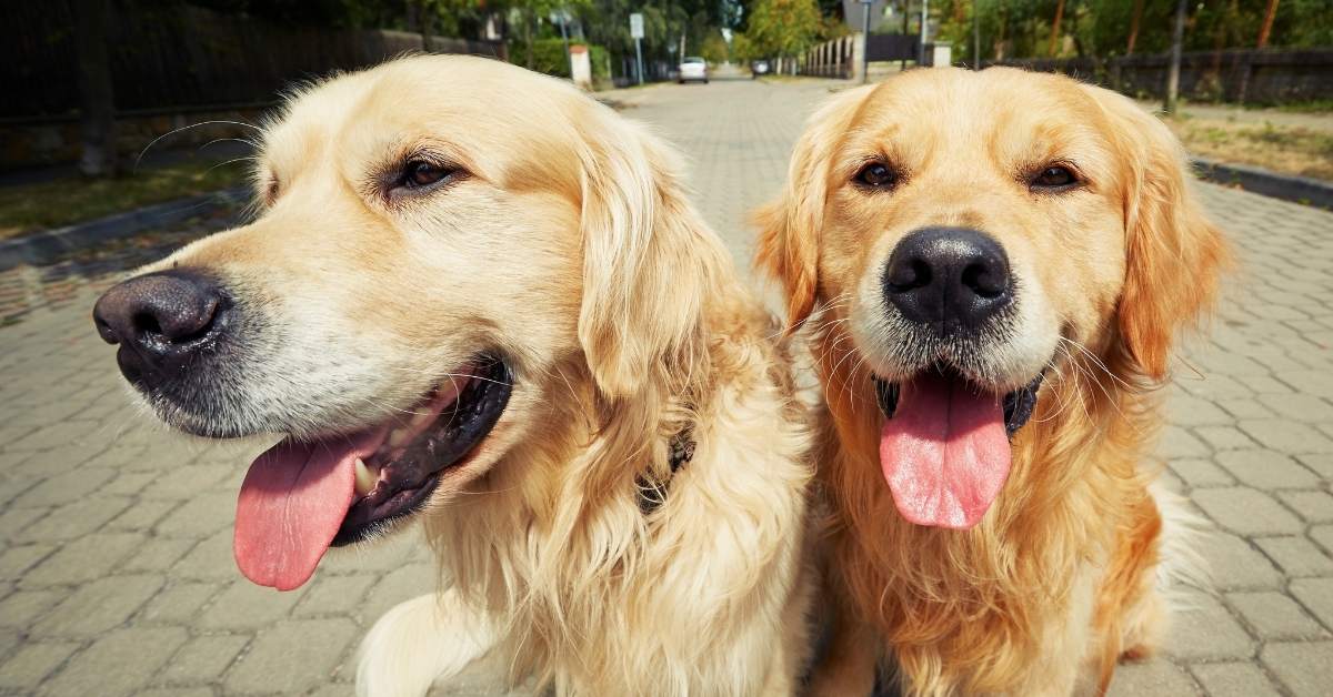 Comment présenter deux chiens ? Réussir la première rencontre et la cohabitation