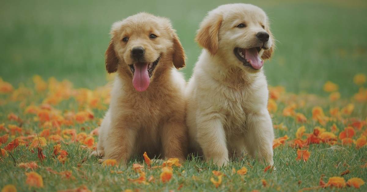 Socialisation du chiot : étapes et erreurs à éviter