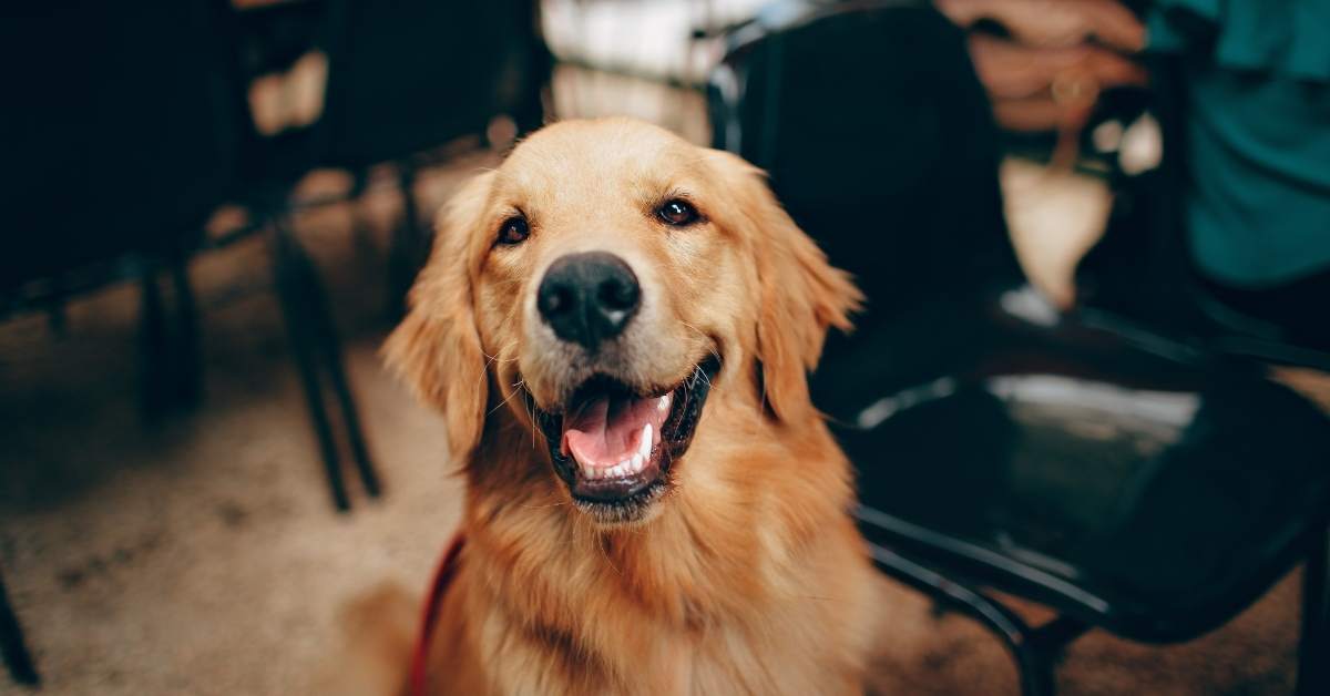 Éducation positive du chien : les bases pour bien commencer