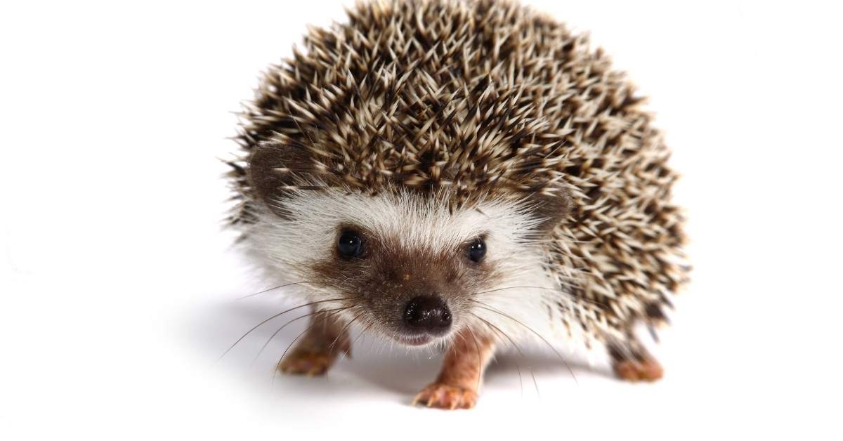 Comment reconnaître un animal heureux ?