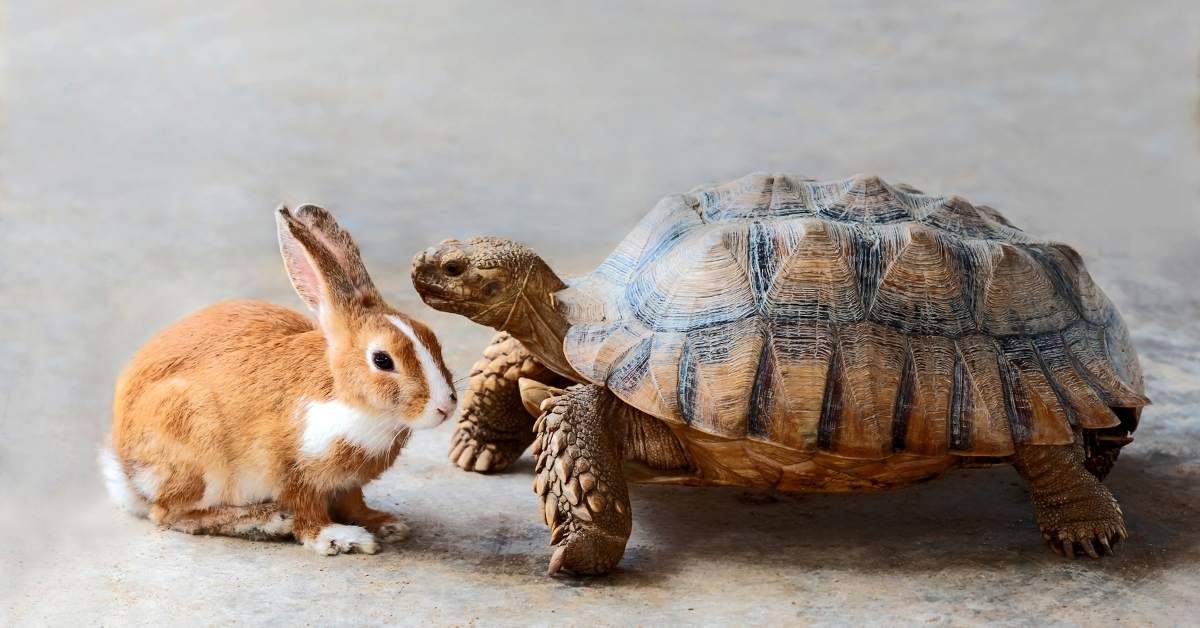 Quels sont les besoins fondamentaux d’un animal ?