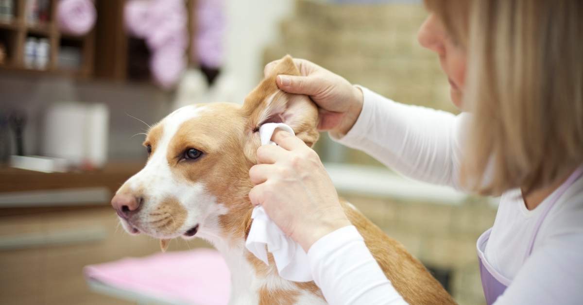 Comment nettoyer les oreilles de son chien ?