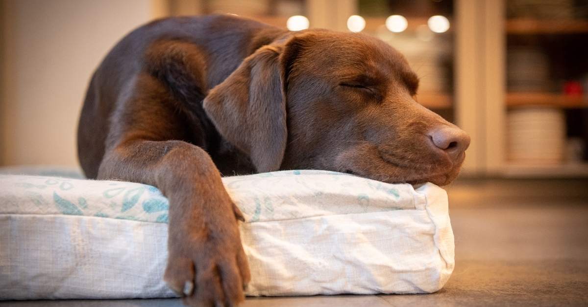 Première nuit du chiot : comment bien la préparer ?