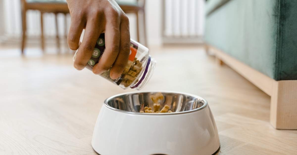 Croquettes ou pâtée pour chien : que choisir ?