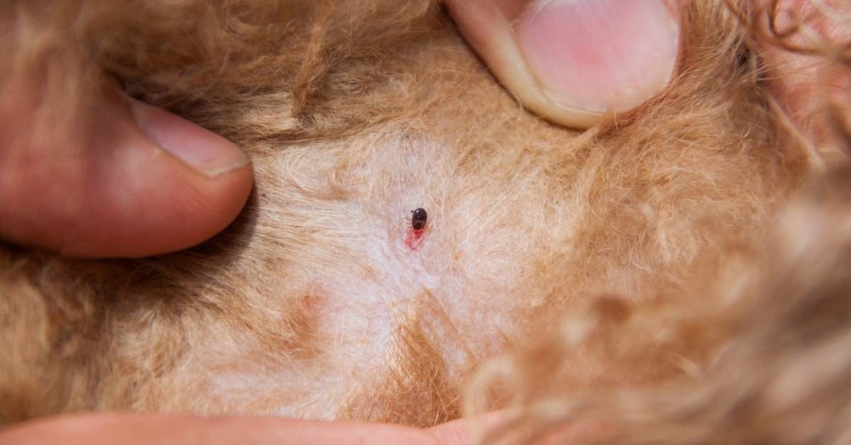 Comment protéger son chien contre les puces ?