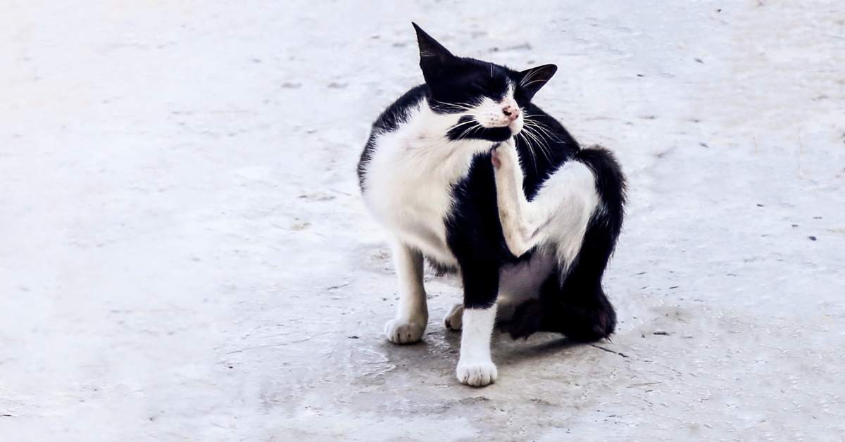 Comment protéger son chat contre les puces ?