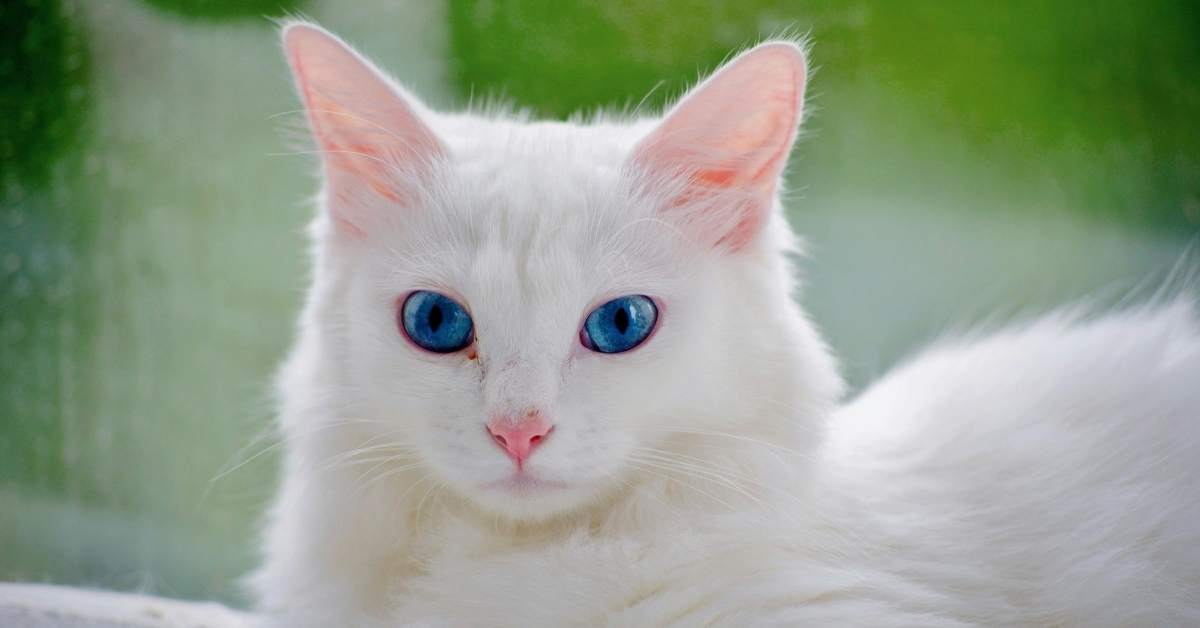 Première nuit du chaton : comment le rassurer et où le faire dormir ?