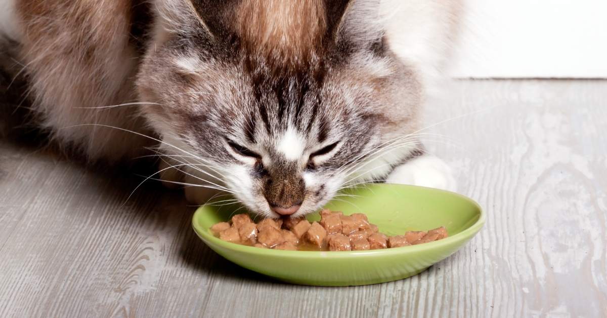 Quelle quantité de croquettes donner à un chat ?