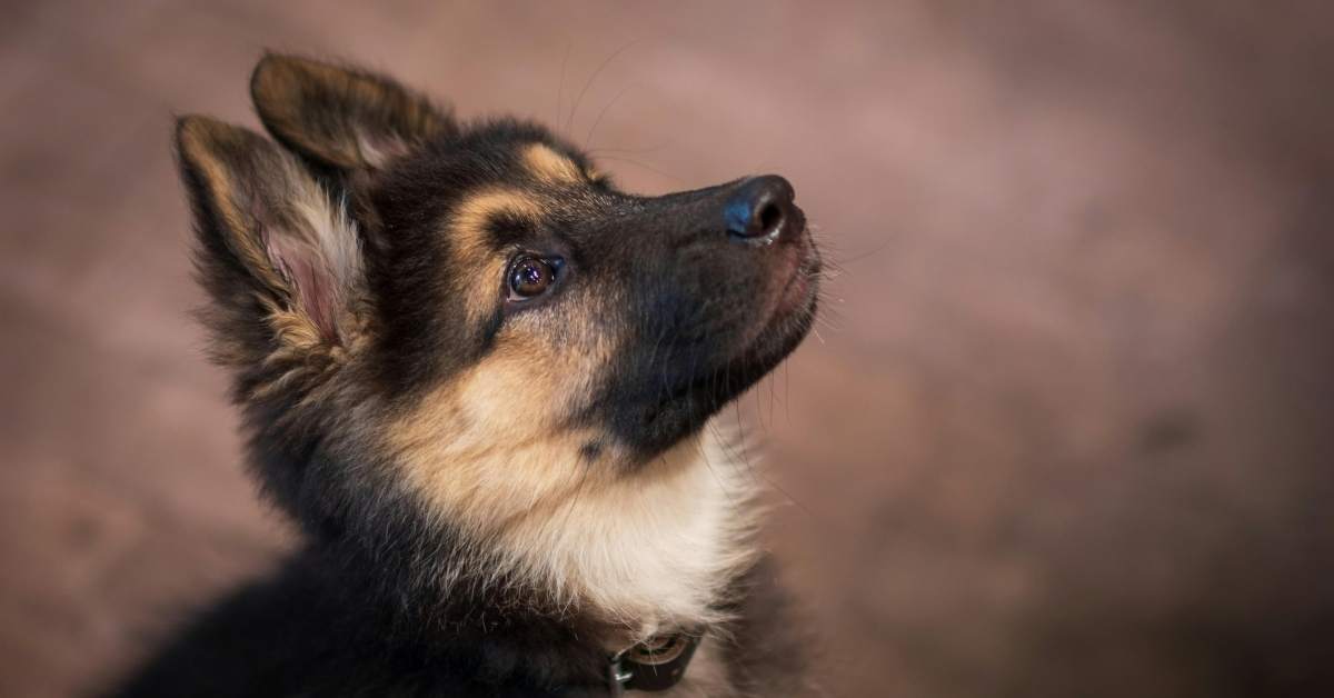 Apprendre la propreté à un chiot : méthode et conseils