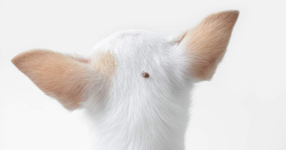 Comment protéger son chien contre les tiques ? Guide complet