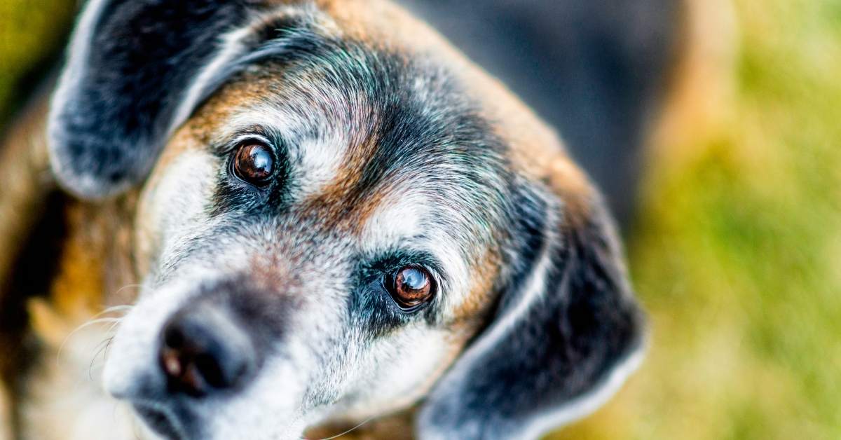 Chien âgé : comment adapter son quotidien ?