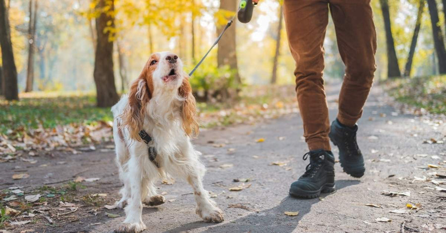 Chien à longues oreilles tenu en laisse sur un chemin de parc, la tête levée vers la personne qui le promène.