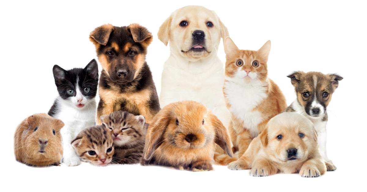 Groupe d’animaux de compagnie réunissant chiens, chats et petits mammifères pour illustrer leurs besoins fondamentaux