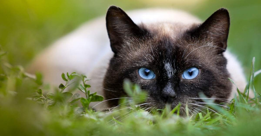 Chat à l’affût dans l’herbe observant une proie