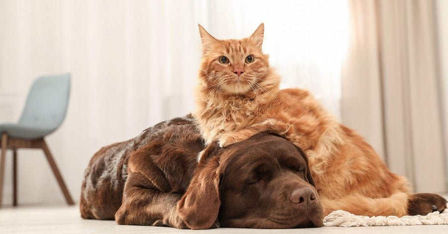 Chat roux installé sur un chien allongé au calme dans la maison