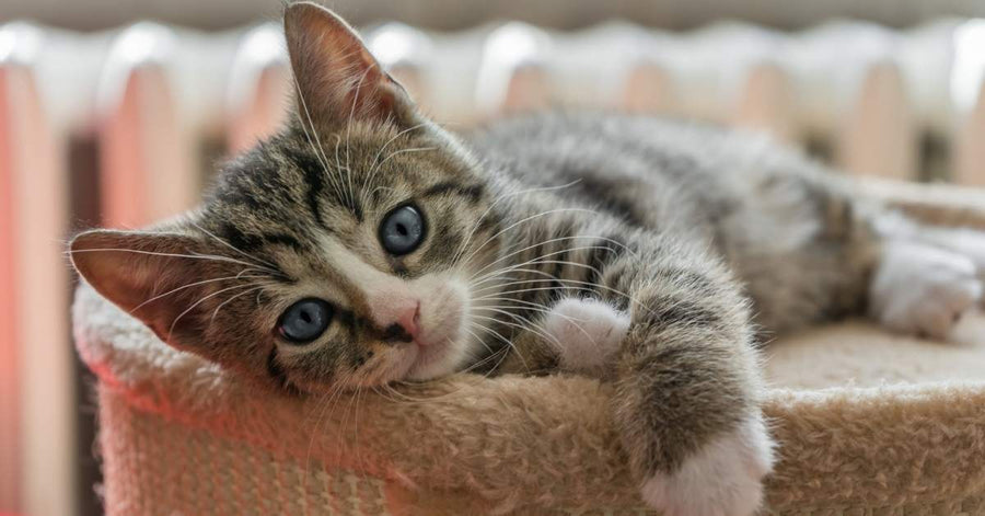 Chaton tigré détendu sur un arbre à chat dans un environnement familier et sécurisant