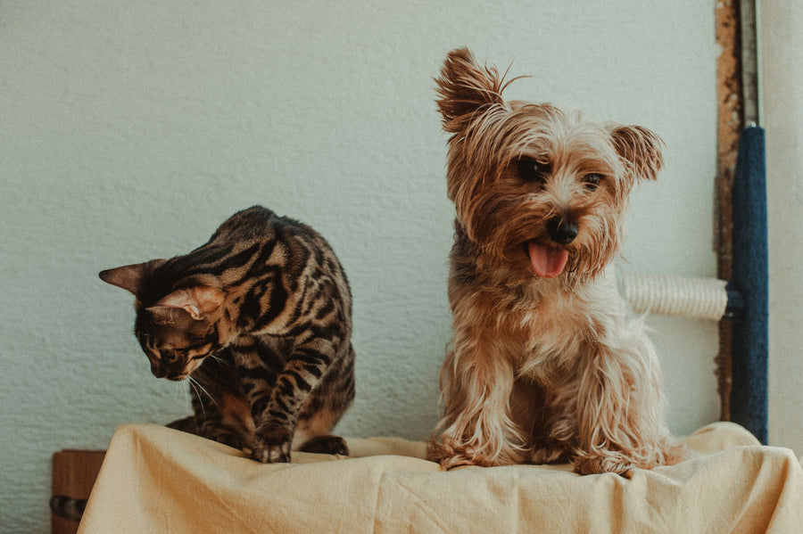 Homme élégant et son grand chien dans un loft au coucher du soleil
